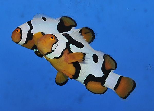 Amphiprion percula premium picasso (pair) - T.B.