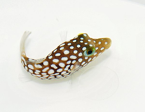 Canthigaster jactator