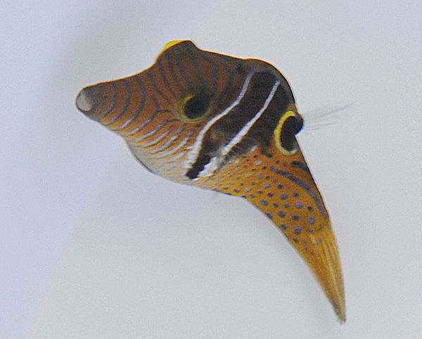 Canthigaster ocellicincta