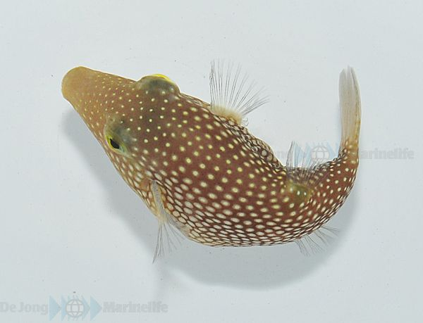 Canthigaster punctatissima