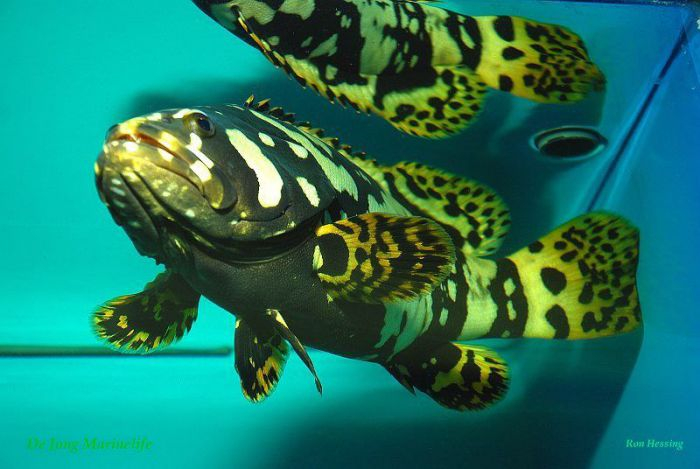 Epinephelus lanceolatus - T.B.