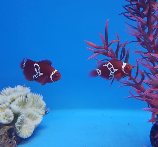 Premnas biaculeatus Lightning maroon clownfish (pair) - T.B.