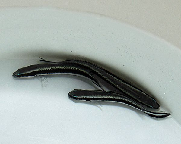 Pseudochromis sankeyi - T.B.