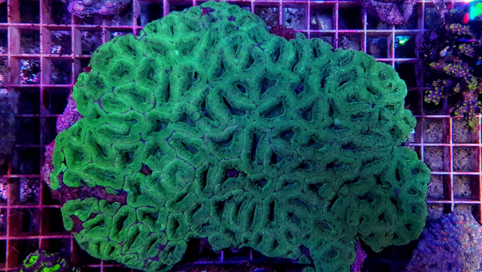 Acanthastrea lordhowensis (Green)