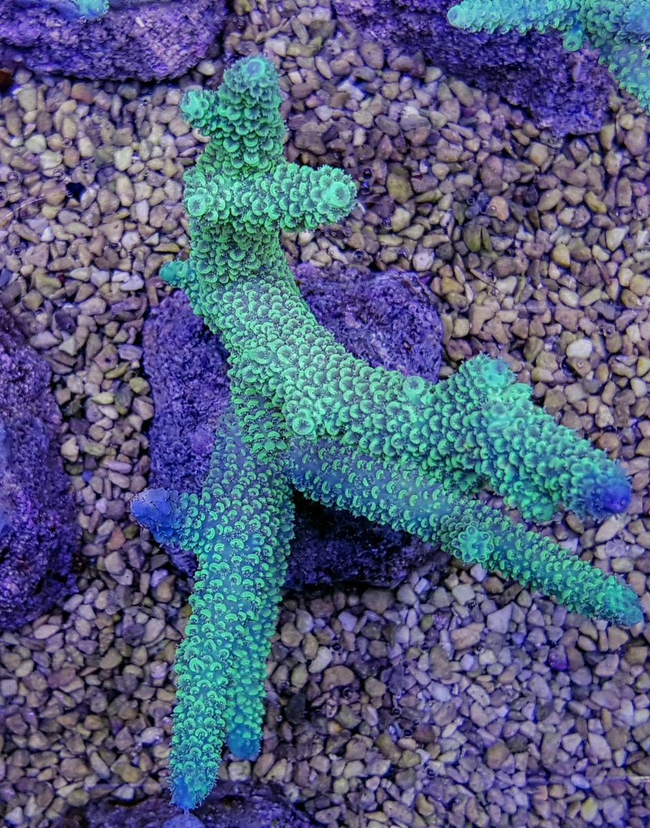 Acropora abrolhosensis