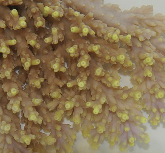 Acropora aculeus