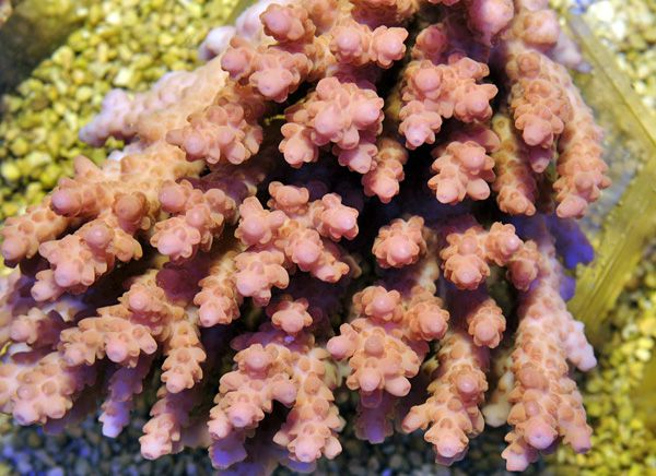 Acropora anthoceris