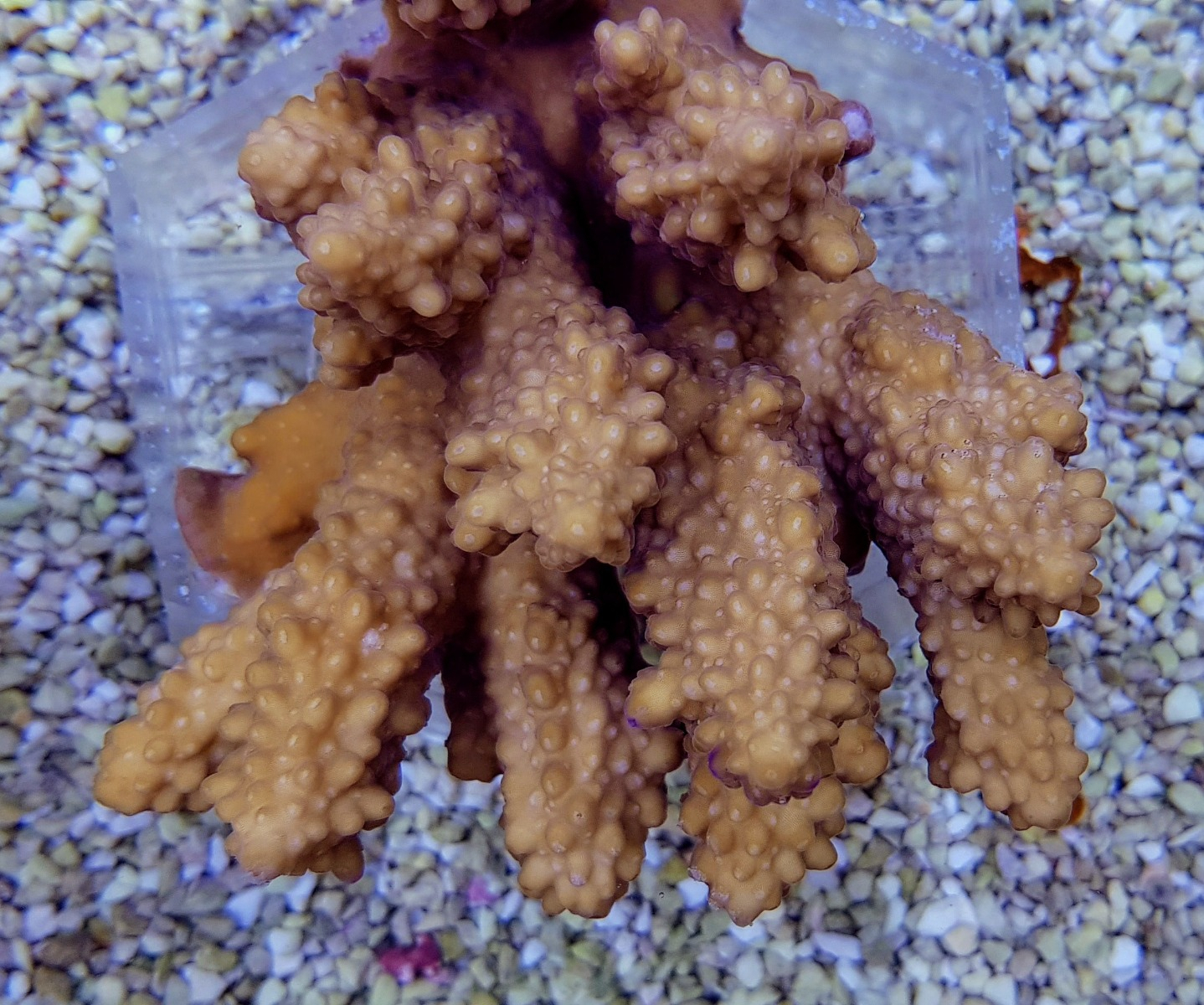 Acropora Coral Sea (common)