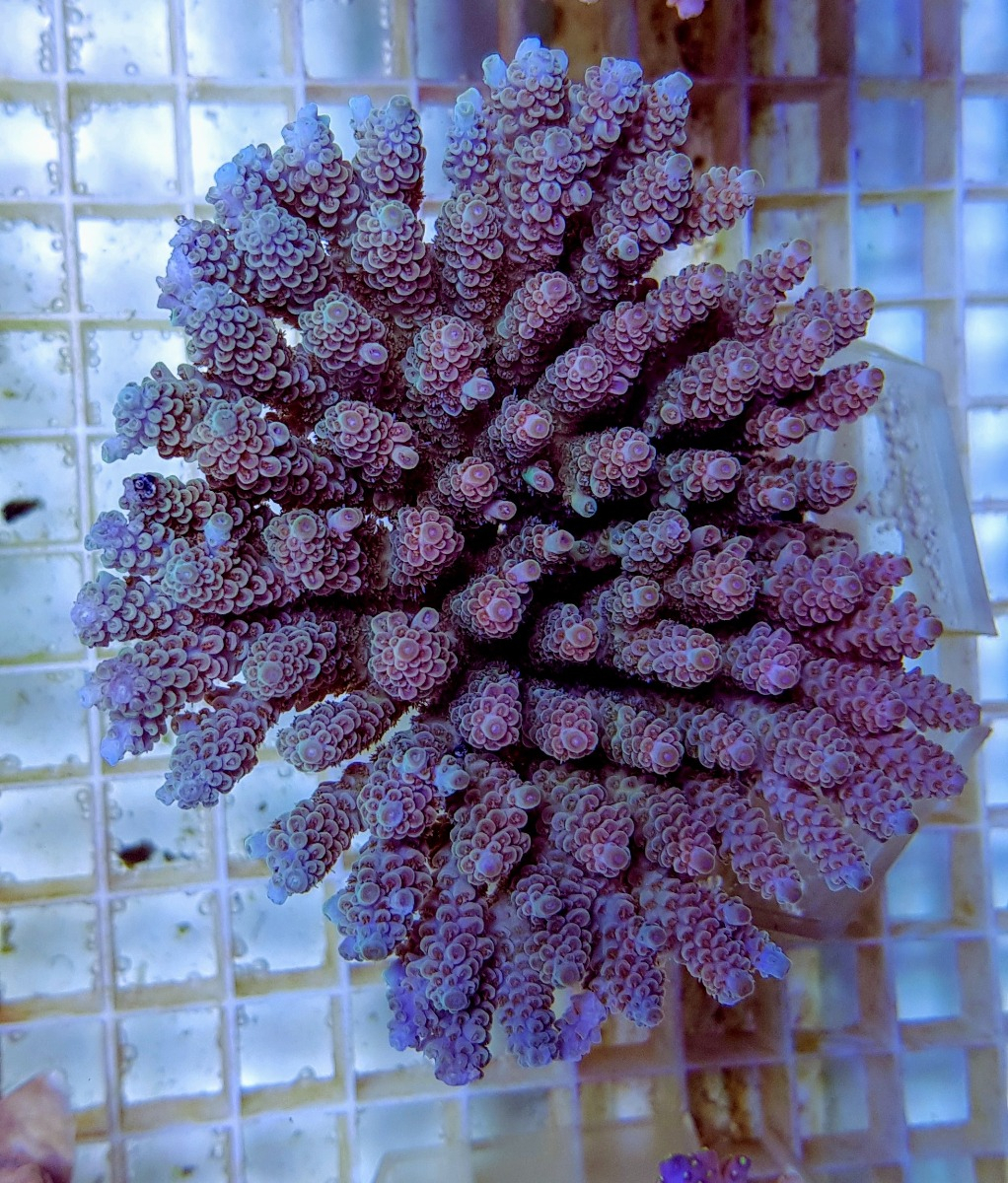 Acropora tenuis Rainbow