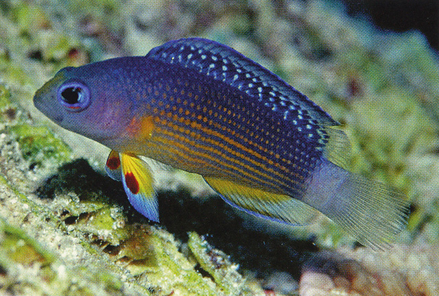 Manonichthys alleni