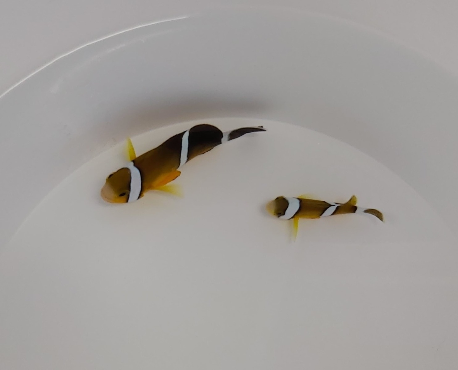 Amphiprion tricinctus