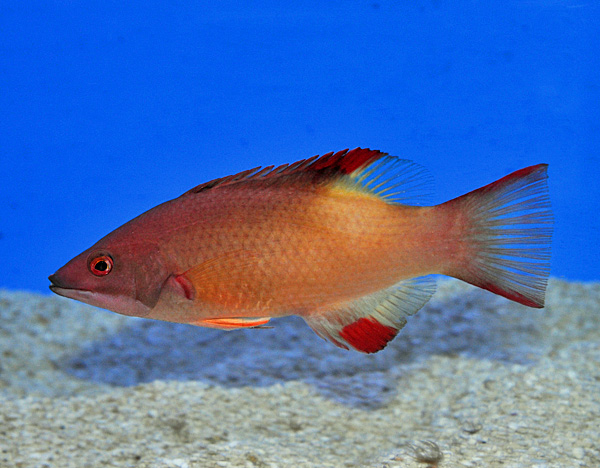 Bodianus neilli