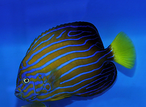 Chaetodontoplus septentrionalis