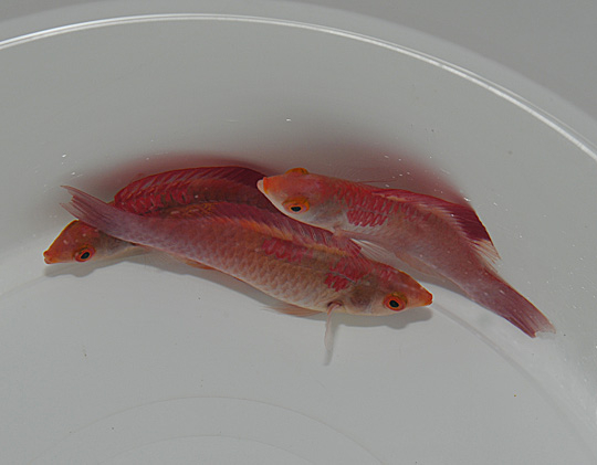 Cirrhilabrus adornatus