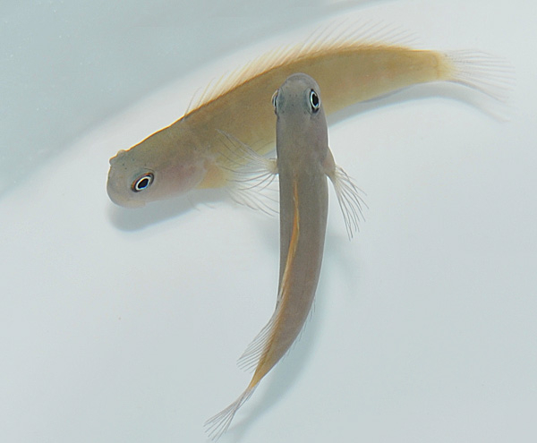 Ecsenius lividanalis