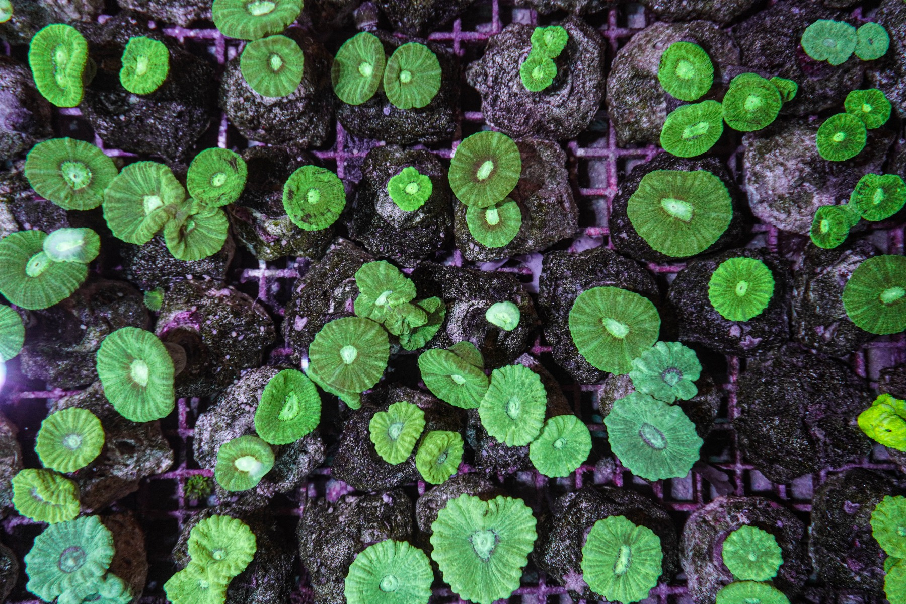 Caulastrea curvata  (Green)