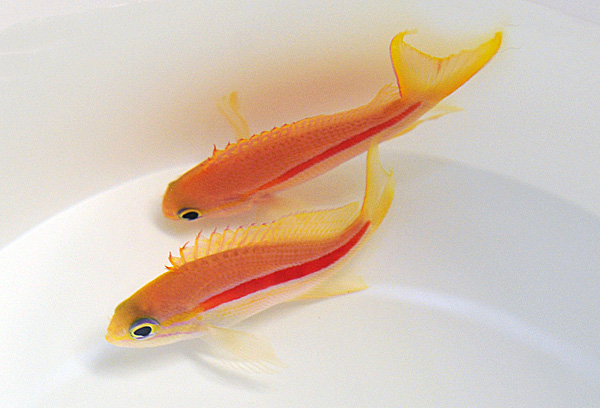 Pseudanthias fasciatus (female)