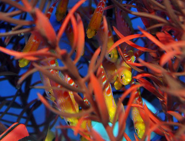 Pseudanthias flavoguttatus