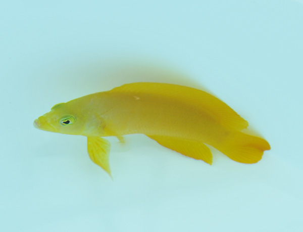 Pseudochromis fuscus