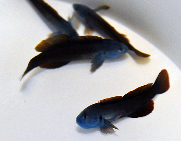 Gobiodon spp. (Blue head)