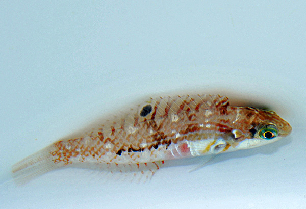 Halichoeres nebulosus