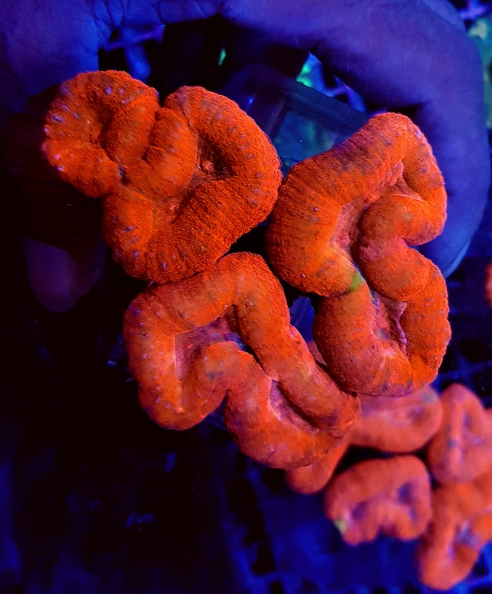 Lobophyllia spp. (Orange/Red Ultra)