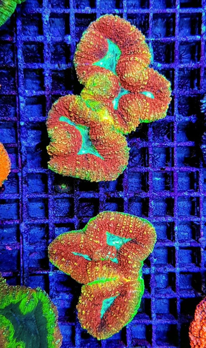 Acanthastrea pachysepta (Splitcolor Premium)