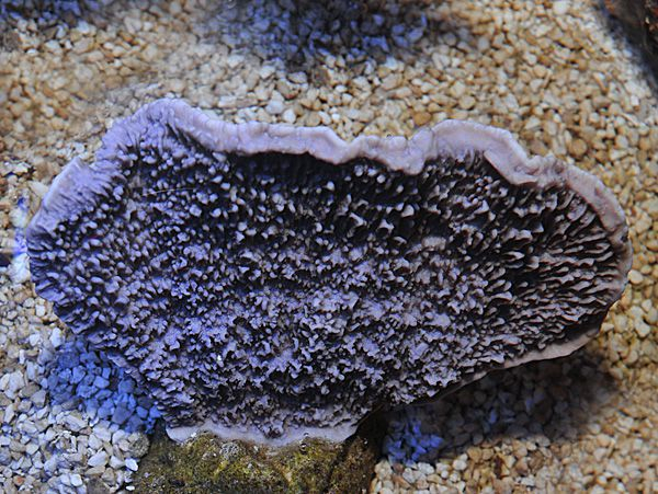 Montipora spp. (Laminar Purple/Blue)