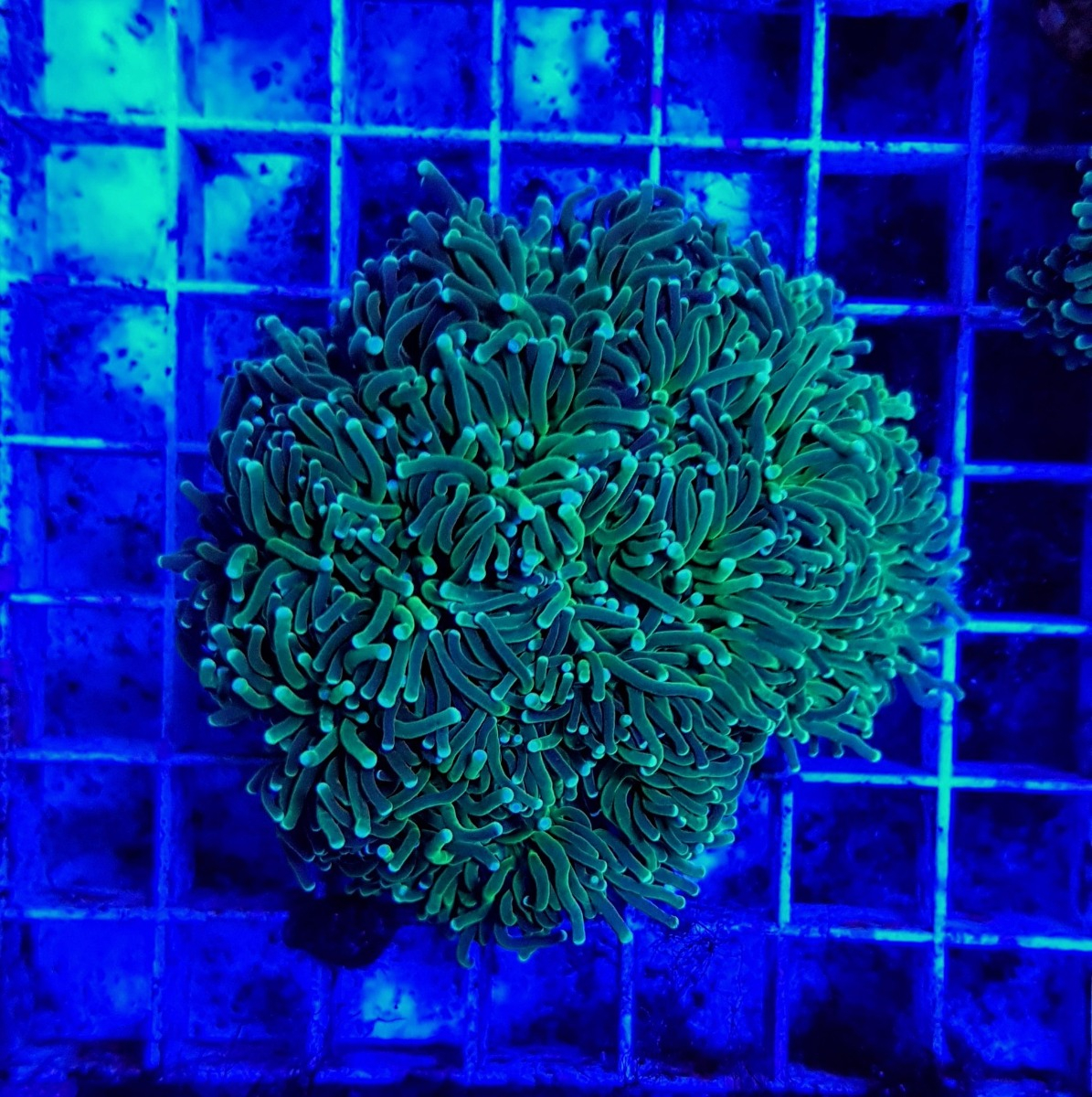 Euphyllia cristata (Green)