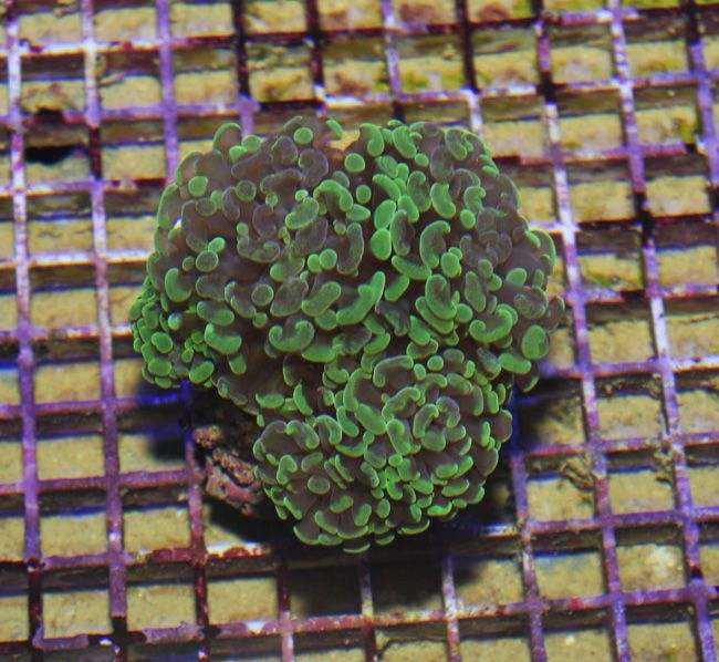 Euphyllia paraancora (Green)