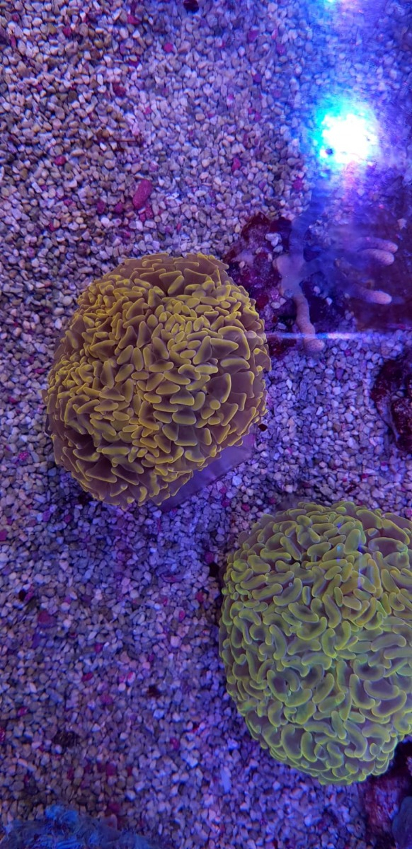 Euphyllia paraancora (Orange/Pink Premium)