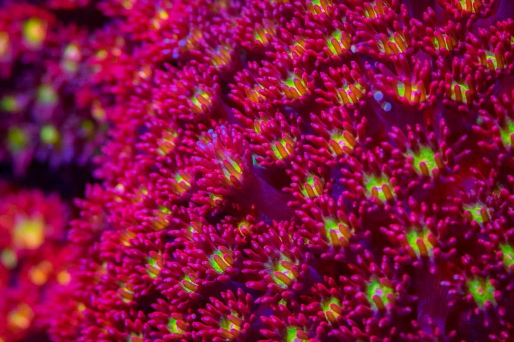 Goniopora spp. (Red/Yellow/Green Center LT)