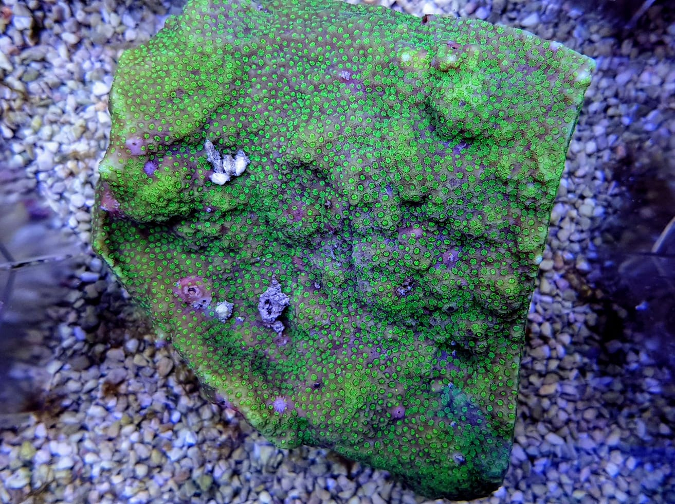 Montipora spp. Encrusting (Green polyp)