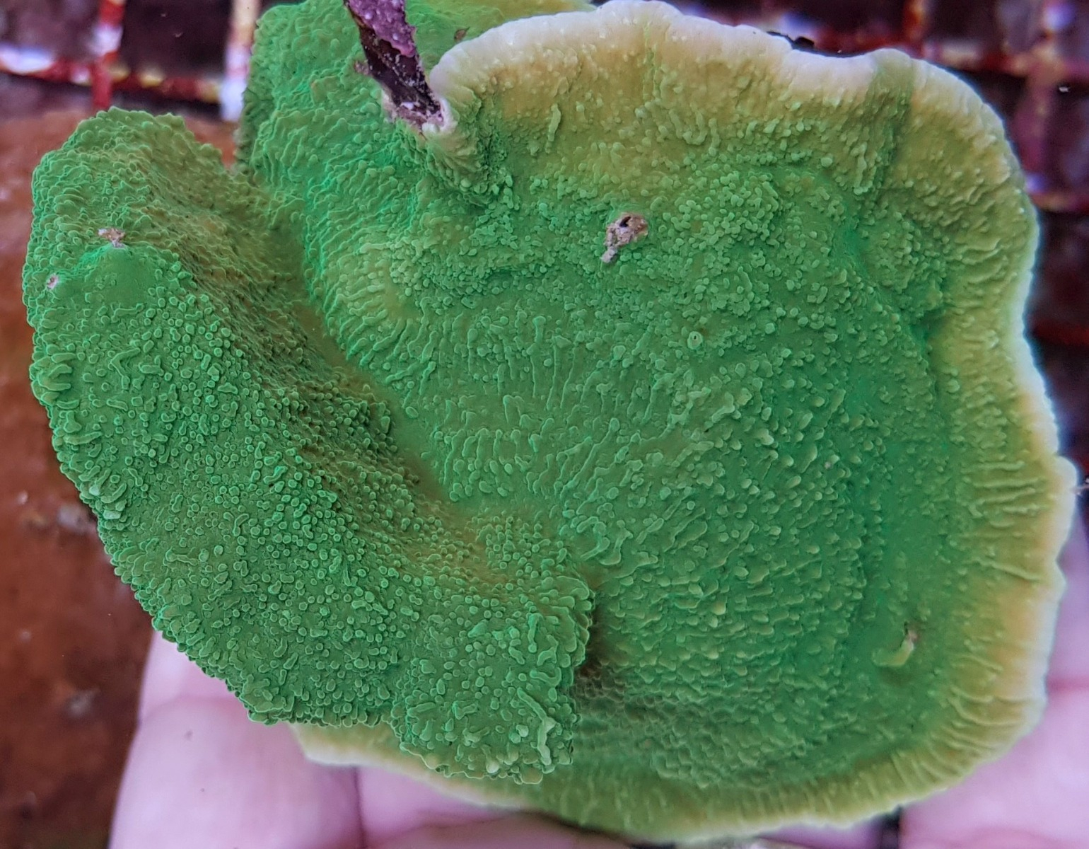 Montipora spp. (Laminar Green)