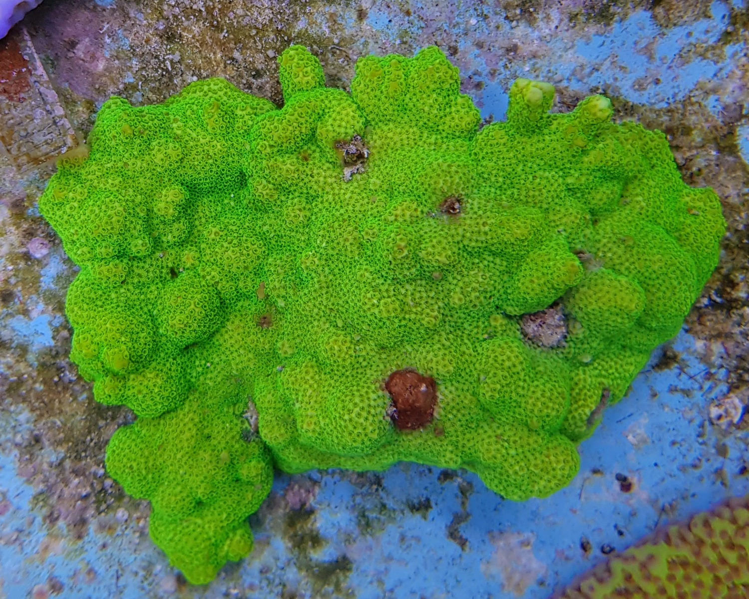 Montipora spp. Premium