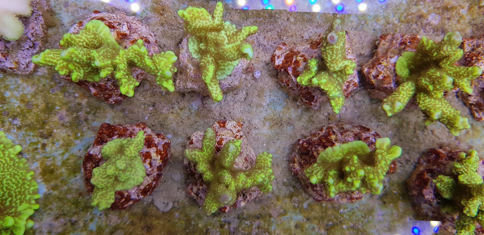 Montipora confusa (Frag)