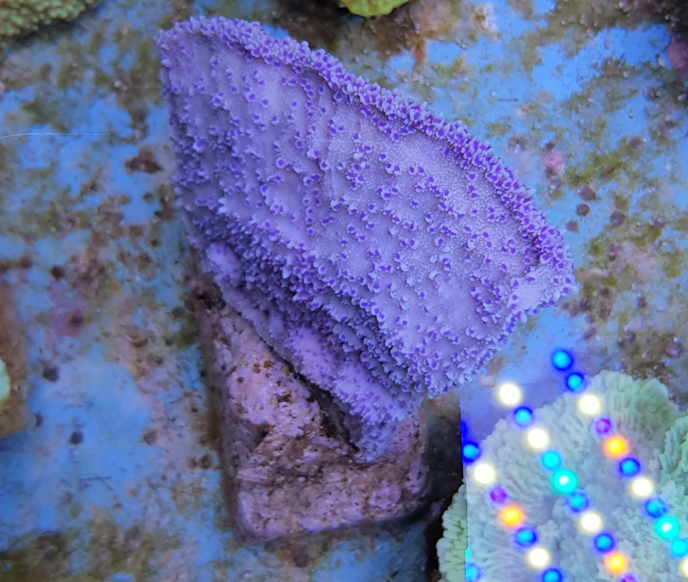 Montipora spp. (Laminar Purple/Blue)