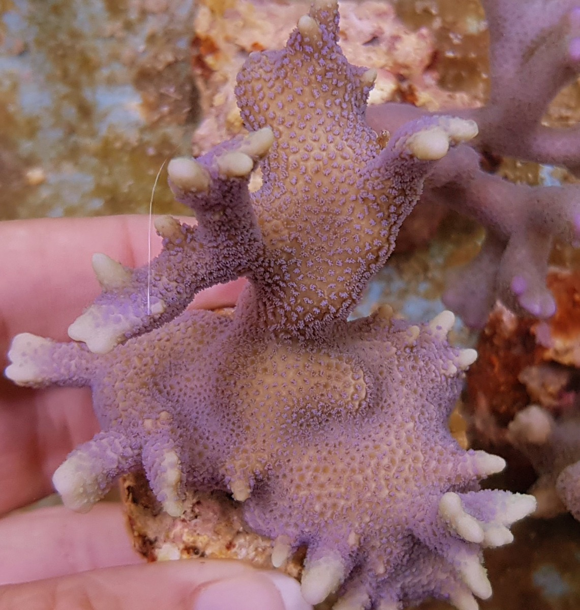 Montipora spp. (Branched Blue polyp)