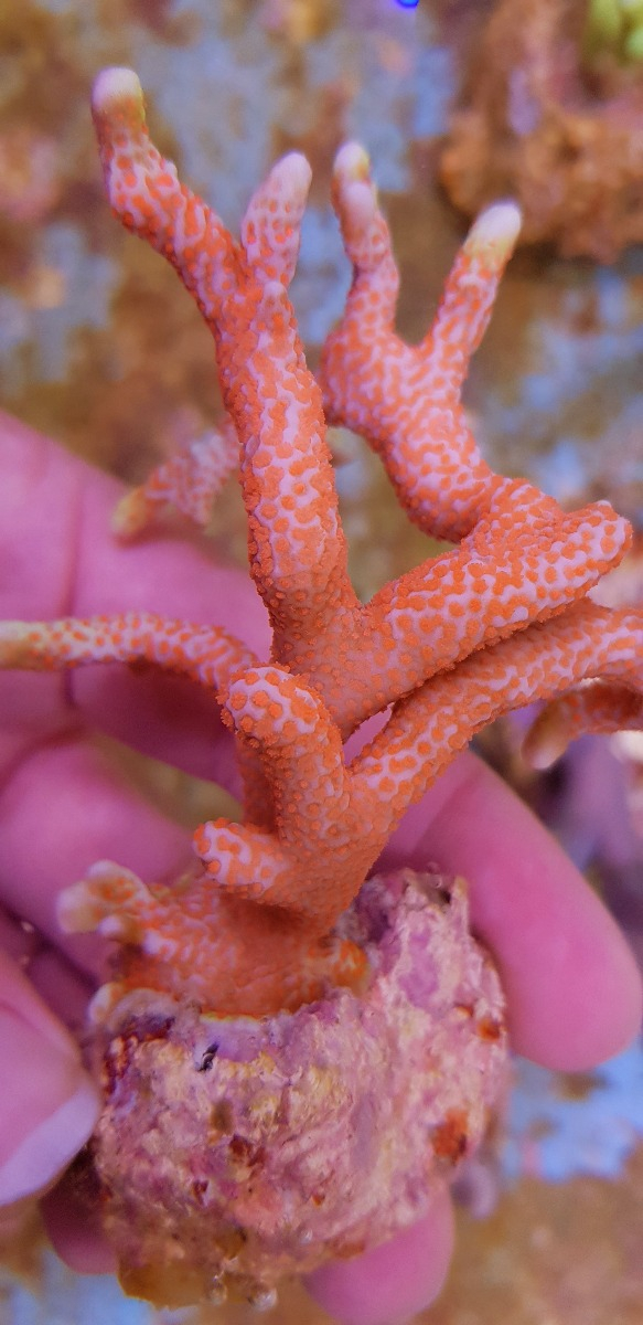 Montipora spp. (Branched Red polyp)