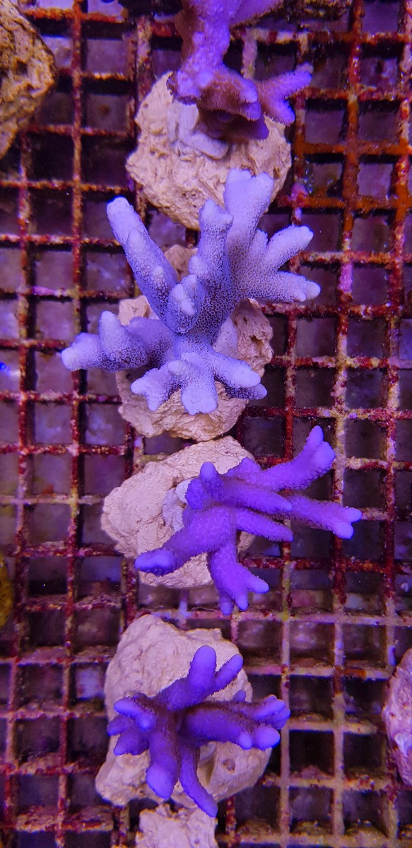 Montipora spp. (Branched Blue/Purple)