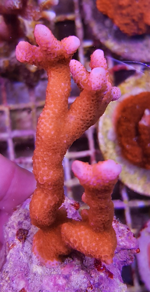 Montipora spp. (Branched Orange/Red)