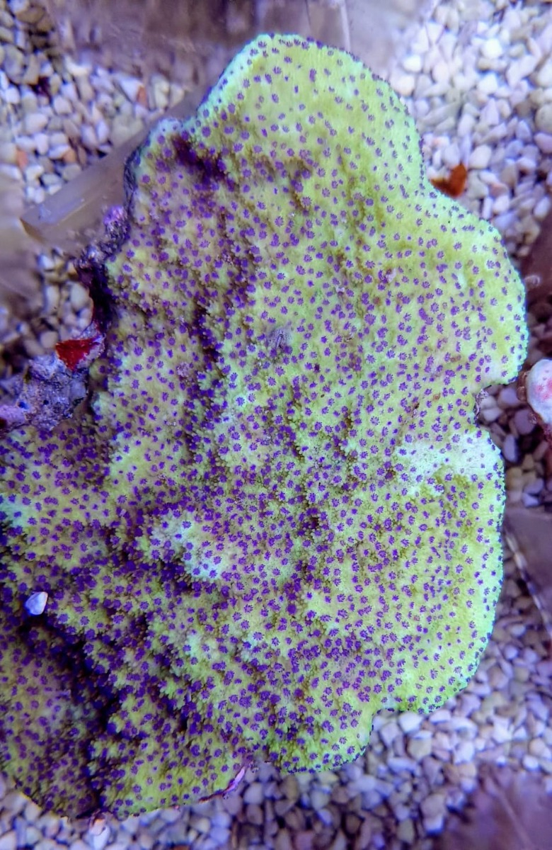 Montipora spp. Encrusting (Purple/Blue polyp)