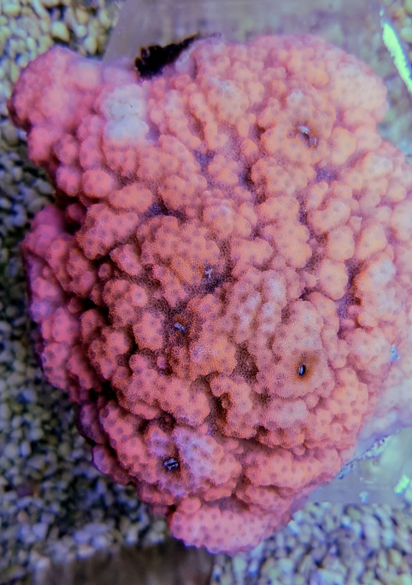 Montipora spp. Encrusting (Red polyp)