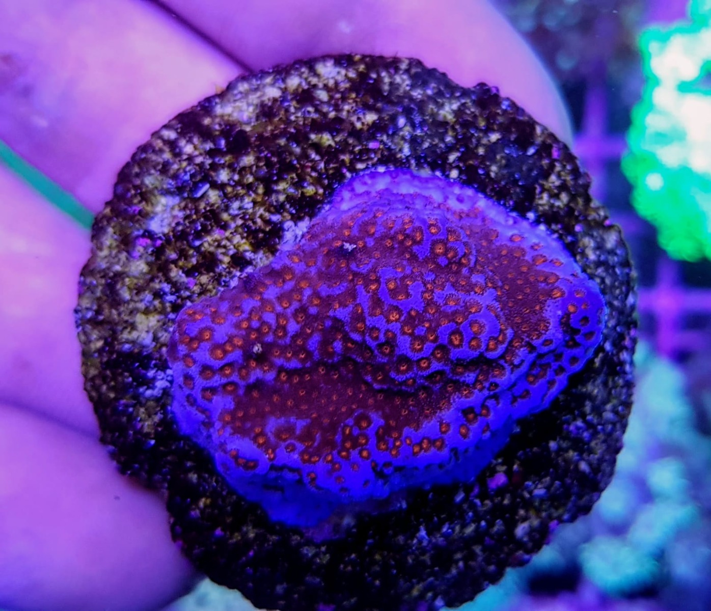 Montipora spp. Encrusting (Red polyp) (Frag)