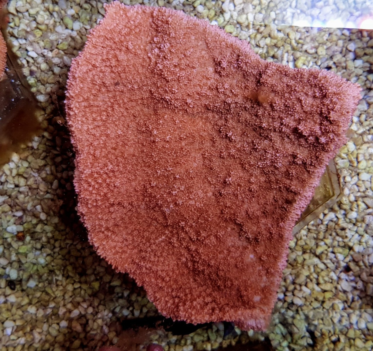 Montipora spp. (Laminar Orange/Red)