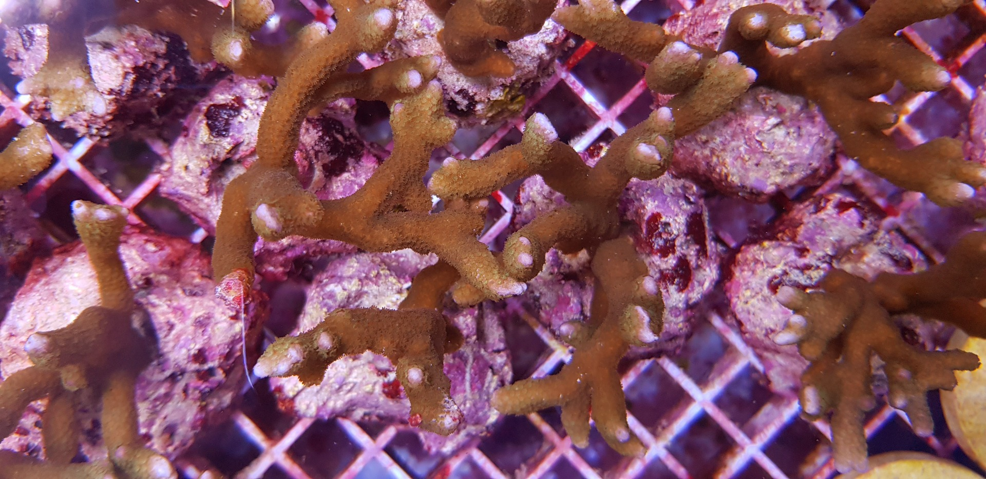 Montipora spp. (Branched)