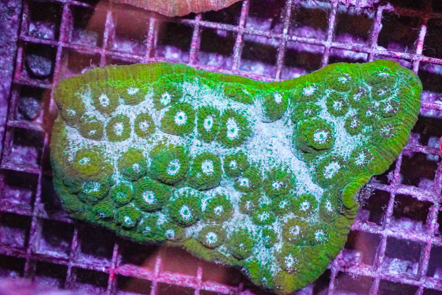 Mycedium spp. (Green / edge)