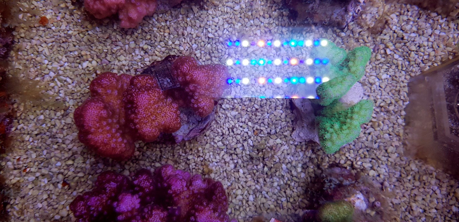 Pocillopora verrucosa (Pink)