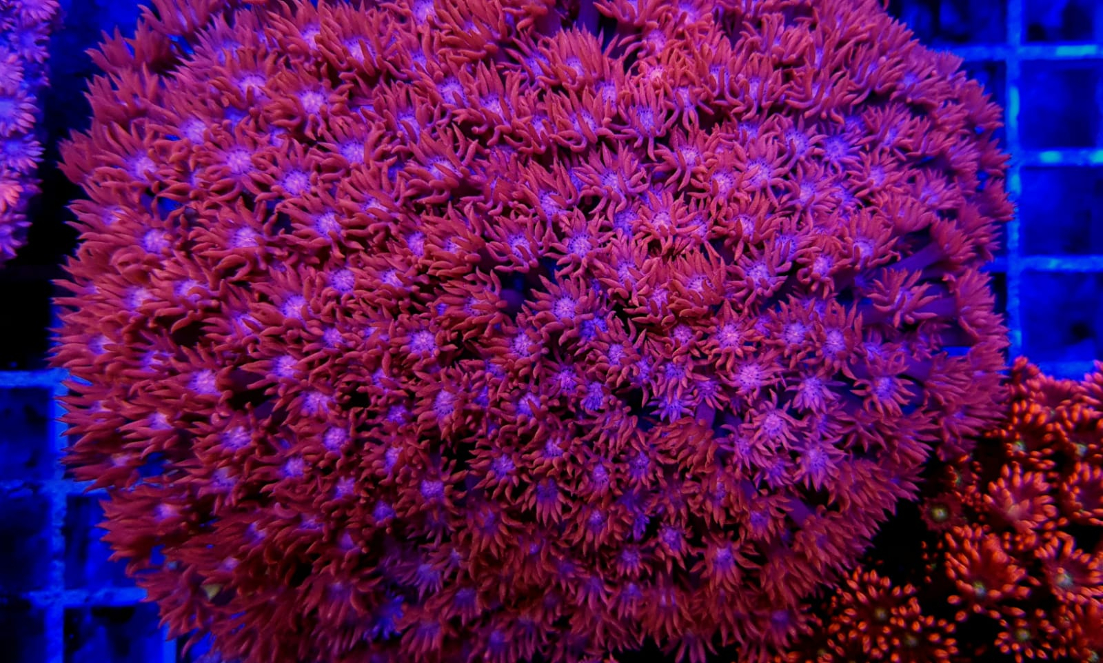 Goniopora spp. (Red Ultra LT)