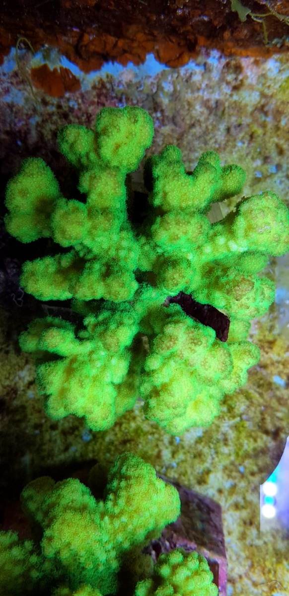 Pocillopora danae (Yellow/Green)